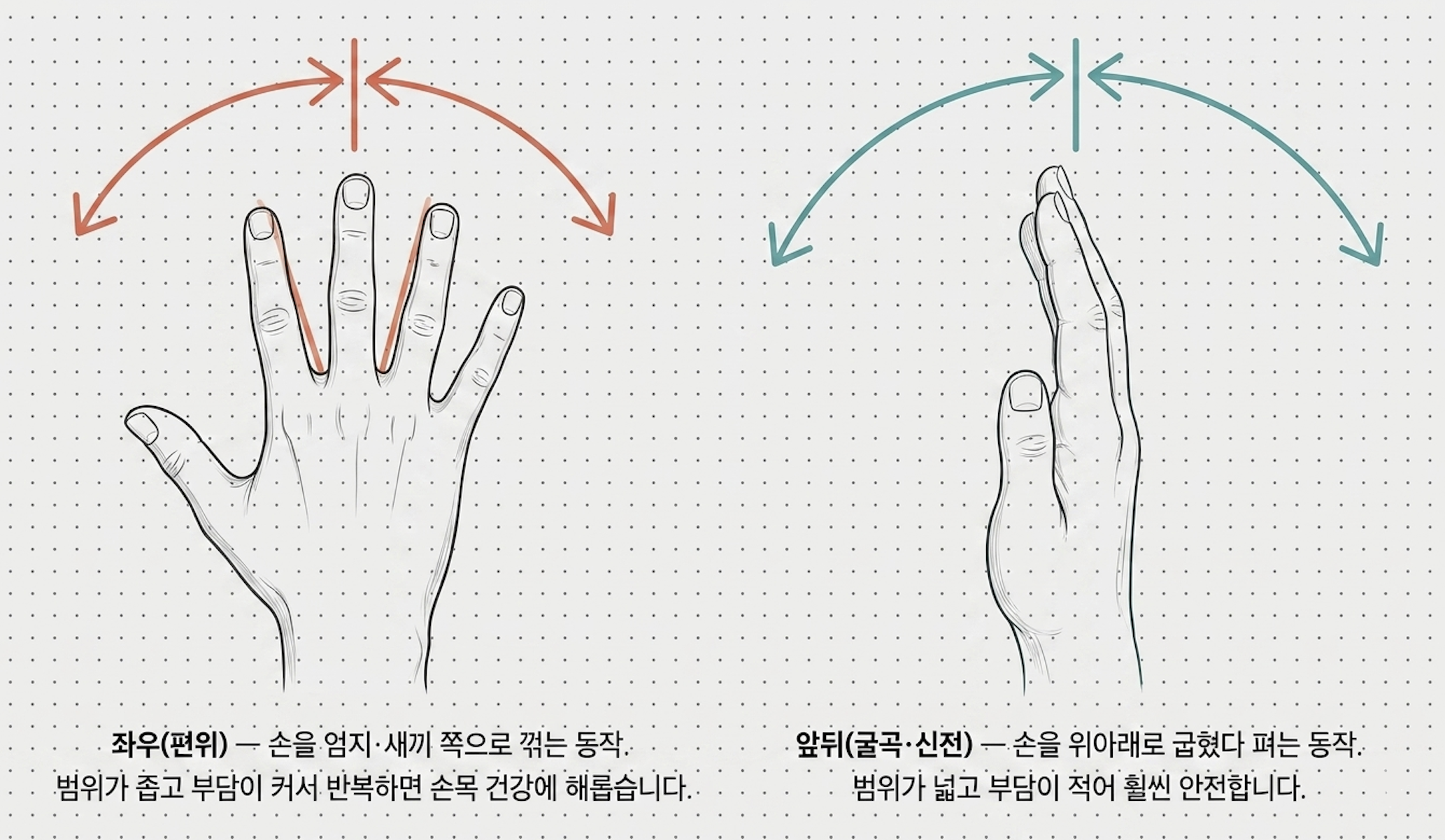 손목 움직임 비교 — 좌우(편위)는 범위가 좁고, 앞뒤(굴곡·신전)는 범위가 넓다